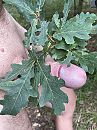 Duidelijk een Eikelboom, foto 3000x4000, 2 reacties, 10 stemmen