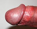 Eikel close up, foto 1938x1506, 2 reacties, 7 stemmen