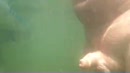 Feest onder water., film 00:00:04, 2 reacties, 9 stemmen