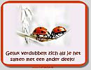 Geluk verdubbeld zich..., foto 534x414, 7 reacties, 33 stemmen