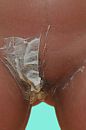 Half klaar, foto 340x510, 3 reacties, 15 stemmen