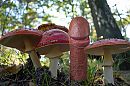 Herfst, foto 4000x2666, 9 reacties, 33 stemmen