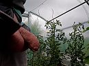 Laat maar groeien, foto 4000x3000, 0 reacties, 6 stemmen