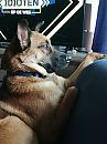 Mijn puppy, foto 3000x4000, 4 reacties, 7 stemmen
