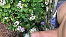 Mooie bloemen, foto 640x360, 0 reacties, 5 stemmen