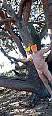 Mooie boom toch?., foto 1204x2608, 1 reacties, 5 stemmen