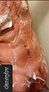 Not hard yet.... but soapy wet, foto 1078x2004, 0 reacties, 2 stemmen