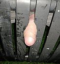Piemelbankje, foto 2295x2427, 5 reacties, 15 stemmen