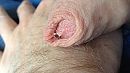 Precum, foto 1551x872, 3 reacties, 6 stemmen
