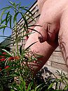 Puur, foto 3000x4000, 4 reacties, 7 stemmen