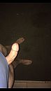 Rijpe vrouw, foto 563x1000, 2 reacties, 3 stemmen