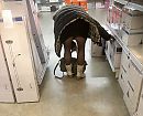 Shoppen, foto 2448x1982, 11 reacties, 84 stemmen