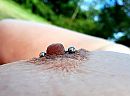 Showen, foto 2048x1519, 9 reacties, 42 stemmen