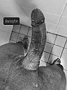 Soppig pikkie, foto 802x1078, 1 reacties, 2 stemmen