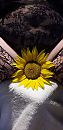 Sunflower, foto 1943x4000, 8 reacties, 42 stemmen