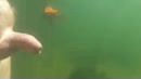 Veerse meer , onder water., film 00:00:13, 2 reacties, 15 stemmen