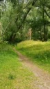Wandeling in het bos., film 00:00:00, 17 reacties, 41 stemmen