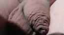 Zin in slap slaven lulletje?, film 00:00:00, 5 reacties, 6 stemmen