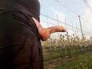 bloesems, foto 2592x1944, 1 reacties, 8 stemmen