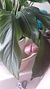 dick pick, foto 630x1120, 2 reacties, 1 stemmen