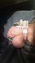 gekooid, foto 1152x2048, 5 reacties, 9 stemmen