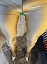 goudkleurige broek, foto 3000x4000, 1 reacties, 3 stemmen
