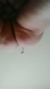 her pussy needs it, film 00:00:00, 5 reacties, 21 stemmen
