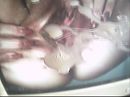 kut volspuiten,, foto 2048x1535, 0 reacties, 3 stemmen