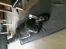 slavin tressa, film 00:00:21, 1 reacties, 17 stemmen