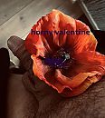 valentijn, foto 1723x1919, 4 reacties, 15 stemmen