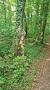 wandeling bos, foto 1440x2560, 9 reacties, 50 stemmen