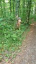 wandeling bos, foto 1440x2560, 7 reacties, 43 stemmen