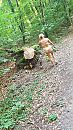 wandeling bos, foto 1440x2560, 9 reacties, 108 stemmen