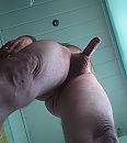 welke dame, foto 1481x1653, 4 reacties, 23 stemmen