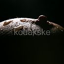 wet boobs, foto 1000x1000, 4 reacties, 16 stemmen