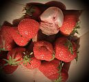 zin in een aardbeitje..., foto 2006x1859, 6 reacties, 12 stemmen
