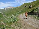 Alpenwandeling, foto 800x600, 1 reacties, 4 stemmen