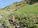 Alpenwandeling, foto 800x600, 1 reacties, 7 stemmen