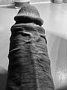 Bloedgeil, foto 2448x3264, 3 reacties, 11 stemmen