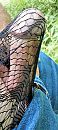 Cock Tribute, foto 1800x4000, 1 reacties, 4 stemmen