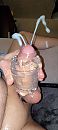 Cumshot, foto 473x1050, 10 reacties, 31 stemmen
