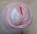 D2, foto 580x522, 4 reacties, 13 stemmen
