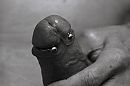 Eikel-ring..., foto 4000x2666, 10 reacties, 13 stemmen