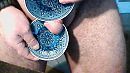 Eikel ..., foto 640x360, 2 reacties, 2 stemmen