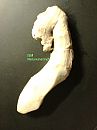 Figging, foto 960x1280, 24 reacties, 22 stemmen