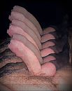 Gang-bang !!!, foto 510x640, 7 reacties, 9 stemmen