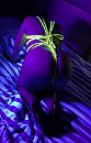 Glow.....(2), foto 2576x4000, 9 reacties, 69 stemmen