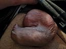 Heel slap..., foto 4000x3000, 1 reacties, 2 stemmen