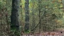 Herfstwandeling in het bos...., film 00:00:00, 5 reacties, 27 stemmen