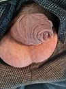Hij kruipt terug..., foto 3000x4000, 3 reacties, 6 stemmen